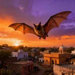 Large flying fox bat with massive wingspan flying over Rajasthan village at twilight